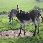 Feriendorf Reinskopf In Der Eifel *