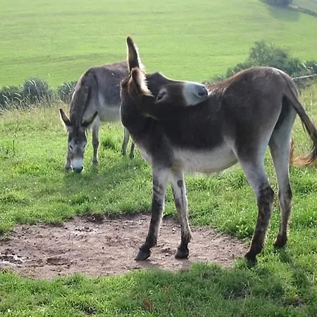 Reinskopf In Der Eifel *