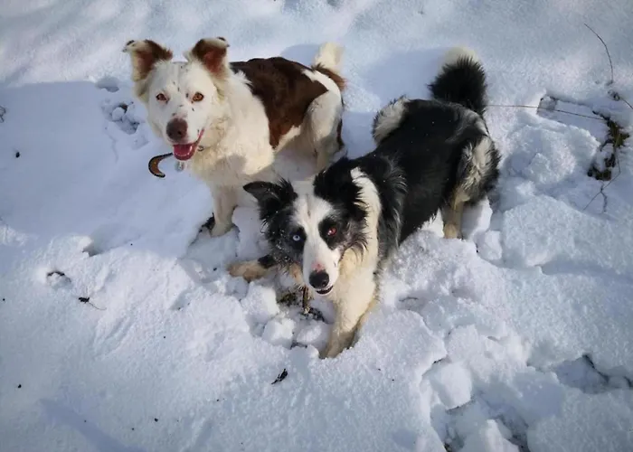Apartamento Feriendorf Reinskopf In Der Eifel