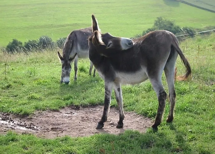 Feriendorf Reinskopf In Der Eifel *